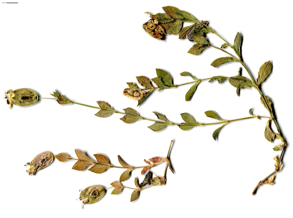 Silene uniflora subsp. thorei (Caryophyllaceae)